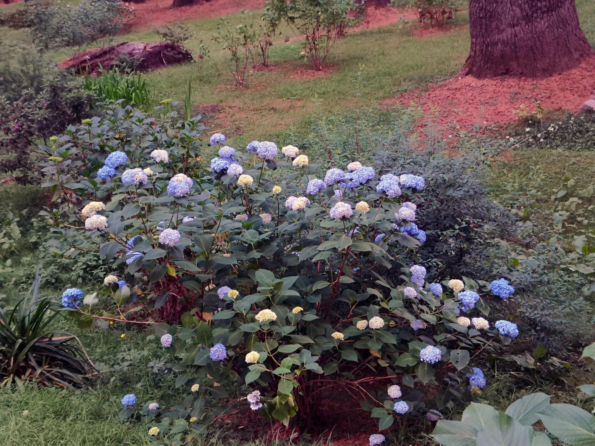 Melody Orchard Cottage Jagatsukh Luaran gambar